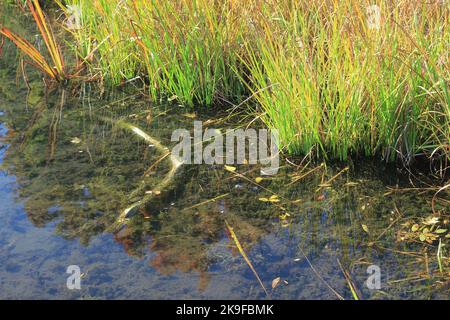 Typische wilde Schilf- und Gräser, die entlang der Küste wachsen. Stockfoto