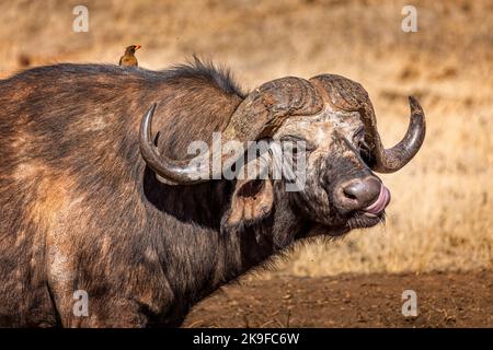 Afrikanischer Wasserbüffel mit einer Brid auf dem Rücken, Tsavo National Park, Kenia Stockfoto