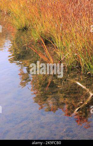 Typische wilde Schilf- und Gräser, die entlang der Küste wachsen. Stockfoto