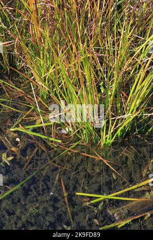 Typische wilde Schilf- und Gräser, die entlang der Küste wachsen. Stockfoto