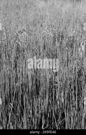 Typische wilde Schilf- und Gräser, die entlang der Küste in schwarz-weißem Schwarz-Weiß-Schwarz wachsen. Stockfoto