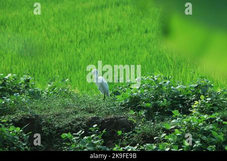 Weißer Reiher, der sich im Feld umsieht Stockfoto