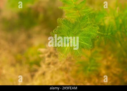 Schönes frisches und helles Süßwasser Myriophyllum spicatum Stockfoto