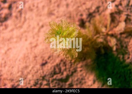 Schönes frisches und helles Süßwasser Myriophyllum spicatum Stockfoto