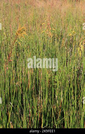 Typische wilde Schilf- und Gräser, die entlang der Küste wachsen. Stockfoto