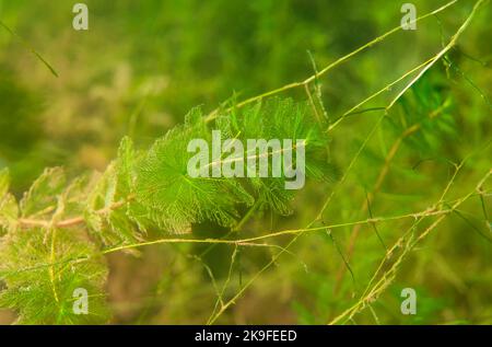 Schönes frisches und helles Süßwasser Myriophyllum spicatum Stockfoto