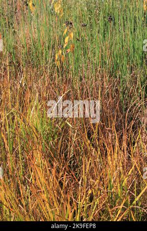 Typische wilde Schilf- und Gräser, die entlang der Küste wachsen. Stockfoto