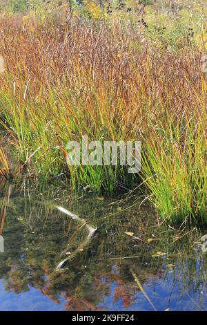 Typische wilde Schilf- und Gräser, die entlang der Küste wachsen. Stockfoto