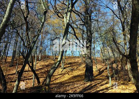 Ländliche Landschaft mit Hügel im Park mit Eichen und anderen Bäumen und gelb gefallenen Blättern auf dem Boden in der goldenen Herbstperiode Stockfoto