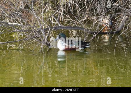 Nördliche Schaufelmaschine (Spatula clypeata) ein Männchen im Wintergefieder, Andalusien, Spanien. Stockfoto