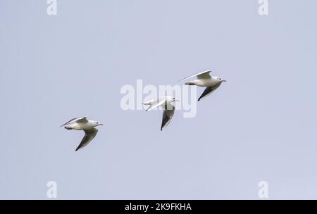 Schwarzkopfmöwen im Flug, Chroicocephalus ridibundus, juvenile, Andalusien, Spanien. Stockfoto