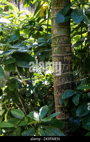 Nahaufnahme von geschnitzten geschriebenen Wörtern und Zahlen auf einem Baum. Stockfoto