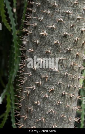 Nahaufnahme des Stachelstammes des Pachypodium-Baumes. Stockfoto
