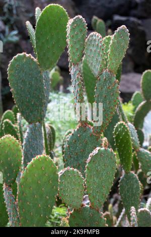 Opuntia microdasys Kaktus Pflanze auch bekannt als Engelsflügel, Hasenohrkaktus, Hasenkaktus oder Polka-dot Kaktus. Stockfoto