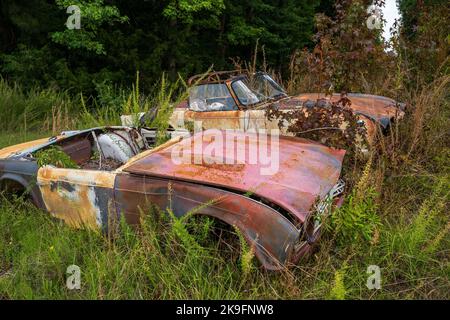 Alte rostige Autos, die nicht mehr fahren, stehen auf einem Feld mit Unkraut und Bäumen Stockfoto