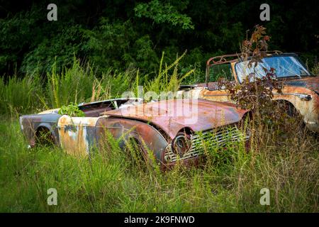 Alte rostige Autos, die nicht mehr fahren, stehen auf einem Feld mit Unkraut und Bäumen Stockfoto