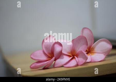 Drei rosa Plumeria Blumen auf Holztisch. Rosa Plumeria. Plumeria Blumen. Stockfoto