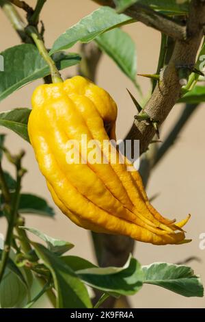 Citrus Medica sarcodactylis, Buddhas Hand, Buddhas Hand Citron, Citrus Buddhas Hand, Citrus Medica Cidro Digitado, Citrus Medica digitata Stockfoto