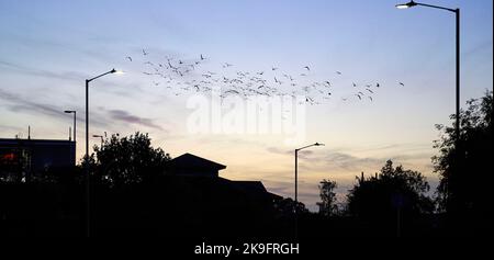 Vogelschar gegen einen Sonnenuntergang, Leamington Spa, Warwickshire, Großbritannien Stockfoto