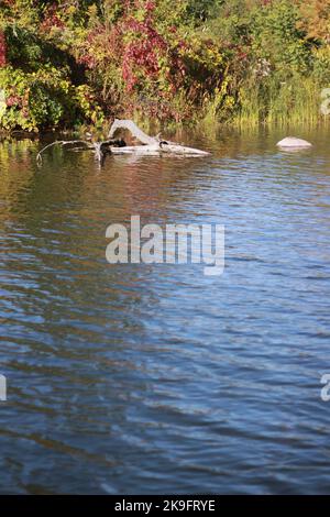 Die grasige Wildnis wächst entlang der Küste des lokalen Teiches Stockfoto