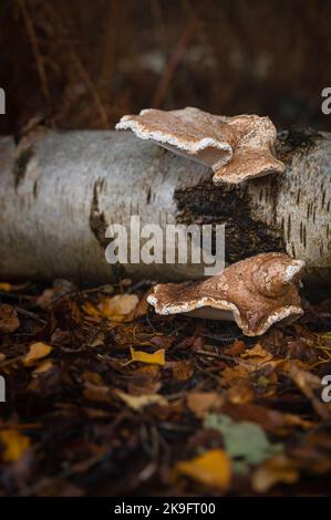 Birke-Polypore auf einer silbernen Birke. Woodland in Colchester, Essex. Stockfoto