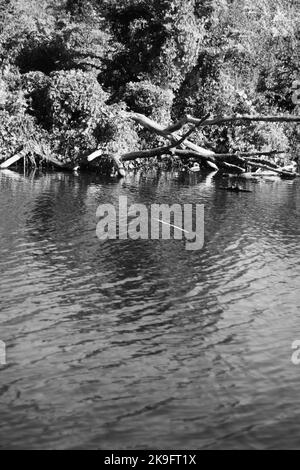 Grasige Wildnis, die entlang der Küste des lokalen Teiches in schwarz-weiß einfarbig wächst. Stockfoto