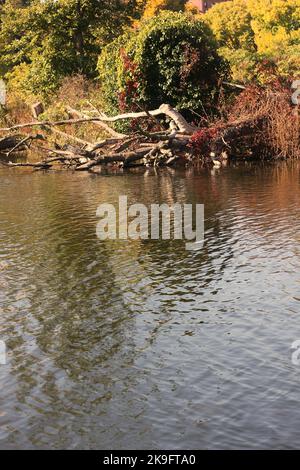 Die grasige Wildnis wächst entlang der Küste des lokalen Teiches Stockfoto