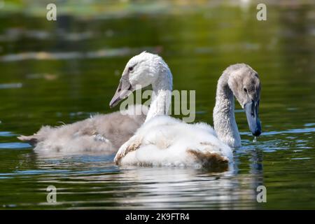 Eine Nahaufnahme eines flauschigen jungen Mute Swans, das an einem heißen Sommertag entlang des Rideau-Kanals schwebt. Stockfoto