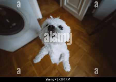 Der kleine maltesische Schoßhund steht auf seinen Hinterbeinen Stockfoto