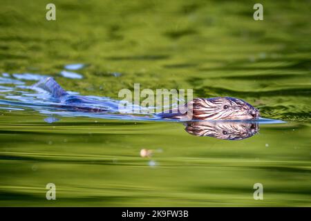 Nahaufnahme und Spiegelung eines Muskraten, der Mitte Juli am Flussufer im Rideau-Kanal schwimmt. Stockfoto