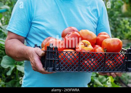 Tomaten im Garten. Glücklicher Bio-Bauer, der Tomaten im Gewächshaus erntet. Bauern Hände mit frisch geernteten Tomaten. Frisch geerntet Stockfoto