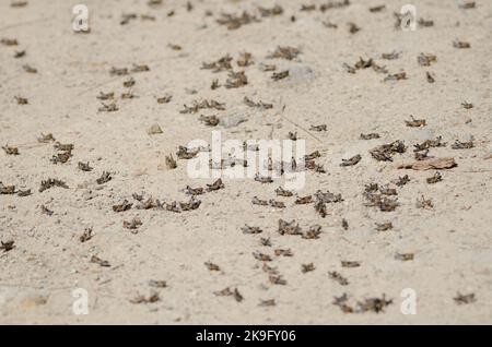 Nymphen der marokkanischen Heuschrecke Dociostaurus maroccanus. Cruz de Pajonales. Integral Natural Reserve von Inagua. Tejeda. Gran Canaria. Kanarische Inseln. Spanien. Stockfoto