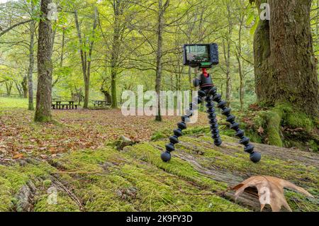 Eine kompakte Fotokamera, die auf einem leichten Reisestativ montiert ist, um im Herbst einen Wald zu fotografieren Stockfoto