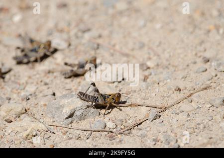 Nymphe der marokkanischen Heuschrecke Dociostaurus maroccanus. Cruz de Pajonales. Integral Natural Reserve von Inagua. Tejeda. Gran Canaria. Kanarische Inseln. Spanien. Stockfoto