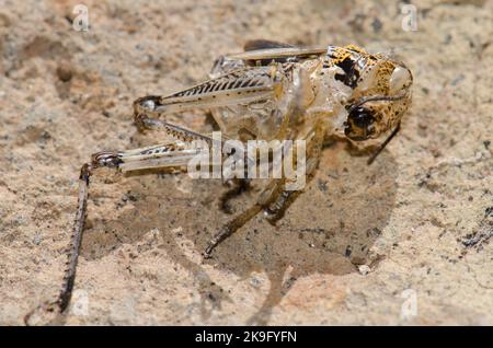 Mauser einer Nymphe marokkanischer Heuschrecke Dociostaurus maroccanus. Cruz de Pajonales. Naturschutzgebiet von Inagua. Tejeda. Gran Canaria. Kanarische Inseln. Spanien. Stockfoto