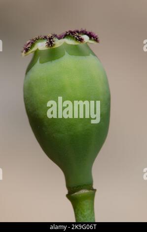 Kapsel von Mohnblüten Papaver-Rhoeas. Cruz de la Huesita. Pajonales. Naturschutzgebiet von Inagua. Tejeda. Gran Canaria. Kanarische Inseln. Spanien. Stockfoto