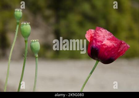 Blüte der gemeinen Mohnbohnrhoeas und Kapseln links. Integral Natural Reserve von Inagua. Tejeda. Gran Canaria. Kanarische Inseln. Spanien. Stockfoto