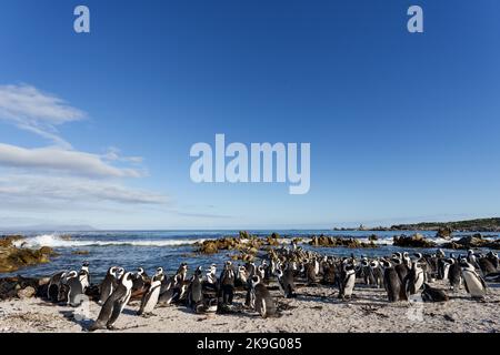 Afrikanische Pinguine, Kappinguine oder südafrikanische Pinguine (Spheniscus demersus) Kolonie in Stony Point, Betty's Bay, Western Cape, Südafrika. Stockfoto