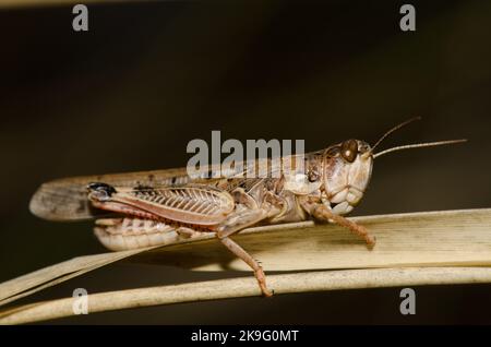 Marokkanische Heuschrecke Dociostaurus maroccanus. Cruz de Pajonales. Integral Natural Reserve von Inagua. Tejeda. Gran Canaria. Kanarische Inseln. Spanien. Stockfoto