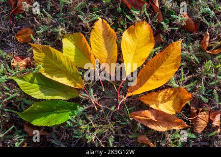 Herbstblätter in allen Farben, kreisförmig auf dem Gras angeordnet Stockfoto