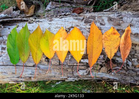 Regenbogenfarben von Herbstblättern, in einer Linie auf altem Baumstamm angeordnet Stockfoto