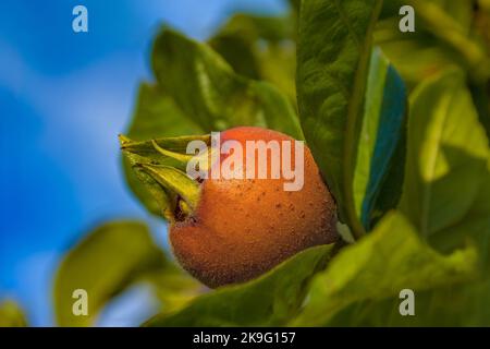 Reife Medlar-Frucht - Mespilus germanica, zwischen den Blättern, Nahaufnahme Stockfoto