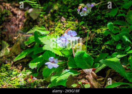 Herb Rhodope silivryak - Haberlea rhodopensis, geschützte endemische Pflanze, aus dem Rhodopengebirge, Bulgarien Stockfoto