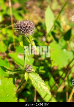 Herb Wild Basil - Clinopodium Vulgare, Blütenblüte aus nächster Nähe Stockfoto