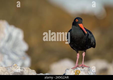 Afrikanischer Austernfischer oder afrikanischer schwarzer Austernfischer (Haematopus moquini) am Stony Point an der Whale Coast, Betty's Bay (Bettys Bay), Overberg, West Stockfoto