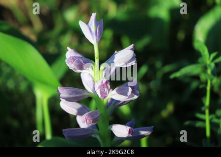 Wasser Hyazinthe Blumen Blütenblatt Nahaufnahme Stockfoto