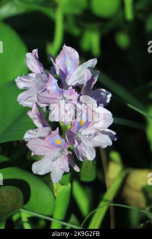 Nahaufnahme von Flowering Water Hyazinth (Eichhornia Crassipes) Growing Wild in the swampy Waters of Brazos Bend, Texas. Stockfoto