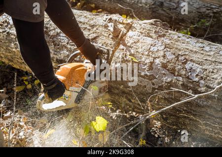 Der Arbeiter Schnitt nach einem heftigen Sturm entwurzelten, zerbrochenen Baum mit gesägter Kettensäge Stockfoto