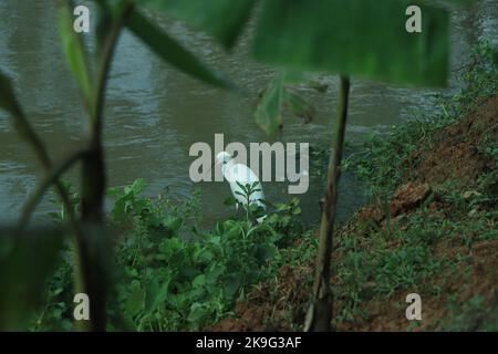 Ein großer weißer Silberreiher (Ardea alba) steht auf einem Pier mit seinem Kopf und seinem s-geschwungene Hals im Profil. Stockfoto