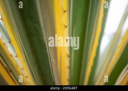 Verschwommenes Foto von Yukka-Blättern. Defokussiertes, buntes Laub mit Stacheln Stockfoto